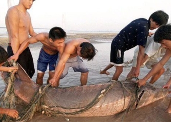 the largest carp in the paradise of chinas great lakes 128122