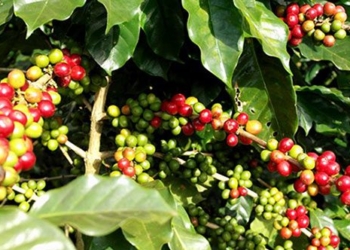 the largest coffee producing countries in the world 134842