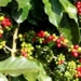 the largest coffee producing countries in the world 134842