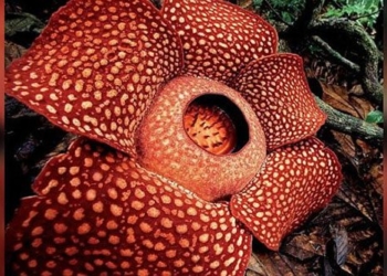 the largest flower in the world is about to disappear forever 129957