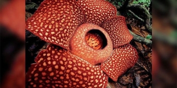 the largest flower in the world is about to disappear forever 129957