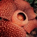 the largest flower in the world is about to disappear forever 129957