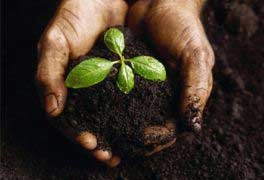 the miraculous transformation of plants 4323