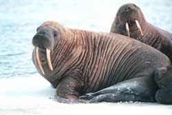 the north pole cold wave causes two horses to die 5021