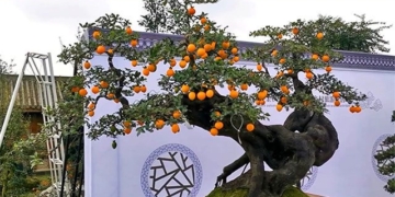 the plant that produces toxic fruit but is actually a golden mine worth hundreds of millions vietnamese people buy tickets to bring fortune 135132