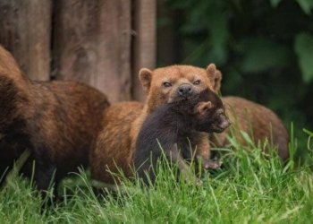 the snout of the bear mouthed high legged dog has a muzzle and teeth like a cat is the bush dog really a type of dog 134331