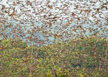 the worlds largest migration of feathered animals 134556