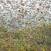 the worlds largest migration of feathered animals 134556