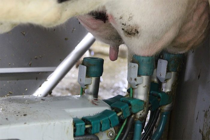 Automated milking equipment at Honbu Farm in Japan.