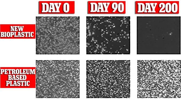 Decomposition time of the new bioplastic and petroleum-based plastic