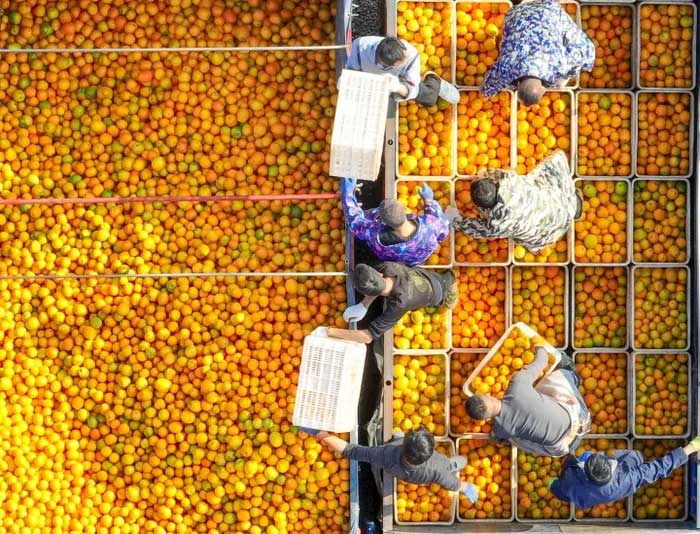 Orange Harvest