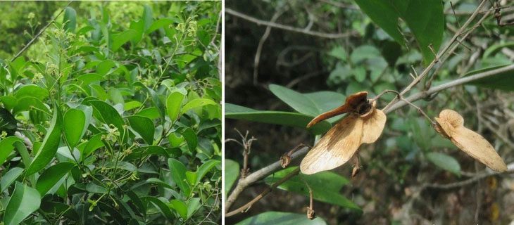 New species Chlorohiptage vietnamensis T.V.Do, T.A.Le & R.F.Almeida