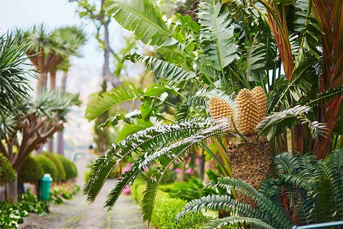 The last individual of this plant species was discovered in the Ngoye Forest in South Africa in 1895.