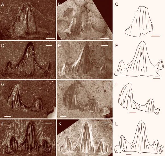 Excavated fossil parts