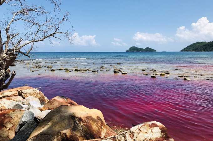 A corner of Mun Beach showing red tide on June 12.