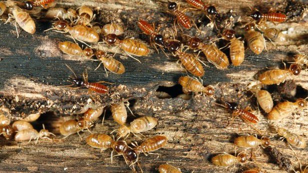 A termite colony without males - a first discovery in science.