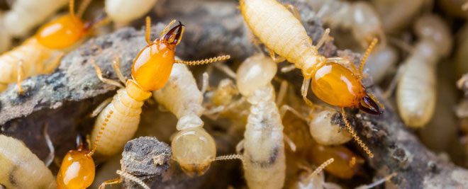 The transition between two types of colonies allows termites to gain an advantage when adapting to a new environment.