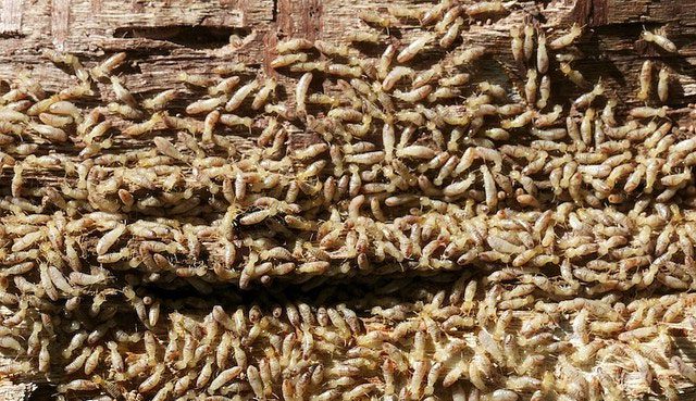 A colossal termite colony.