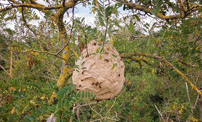 Asian hornet nest