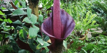 top medicinal flower plants in the world growing in vietnam odor guideline for treatment 135113