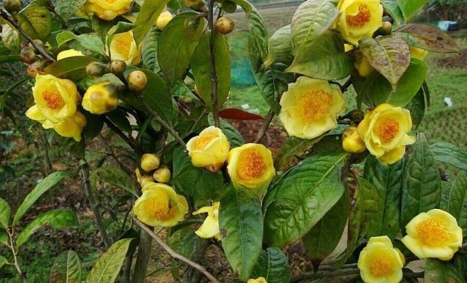 Yellow Flower Tea