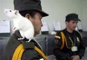 training rat bomb disposal 5007