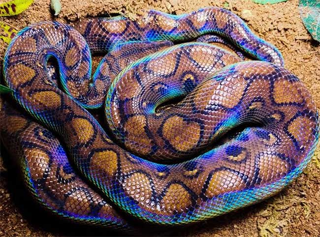 Brazilian Rainbow Boa