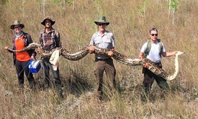 A group of hunters poses with a Burmese python they captured.