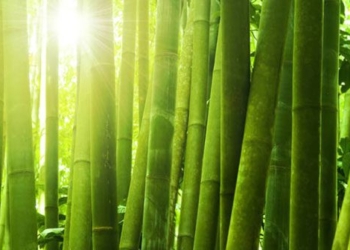 transparent bamboo fire resistant could be the rival of glass 134438