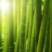 transparent bamboo fire resistant could be the rival of glass 134438