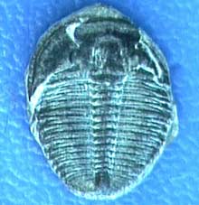Trilobite