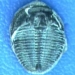trilobite three branch ancient era 4530