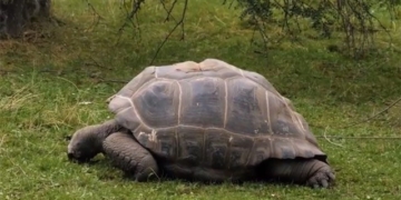 turtle can live without shell 135169