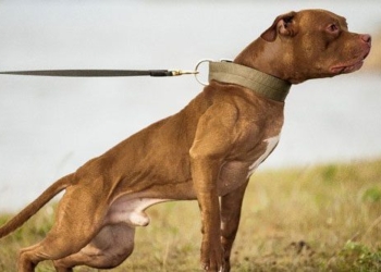 twenty pitbulls can survive in the wild for a week if taken to the african savana 134635