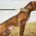 twenty pitbulls can survive in the wild for a week if taken to the african savana 134635