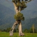 type of tree knows hundred years old strange in new zealand 134786