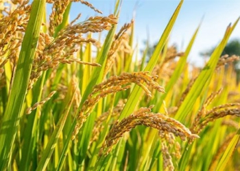 uncovering the continuous evolution of rice plants over 100 000 years 134562
