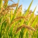 uncovering the continuous evolution of rice plants over 100 000 years 134562