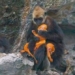 unexpected with the couple of white headed langurs holding their young on cat ba island 134175