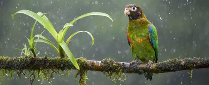 A parrot in the Amazon rainforest