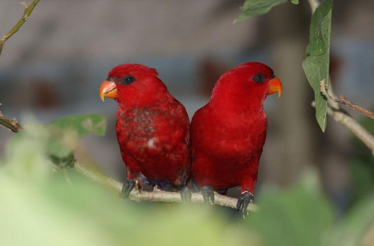 Red Parrot