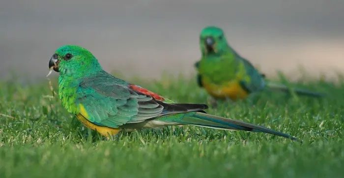 Red-tailed parrot changing beak size and wingspan as temperatures rise.