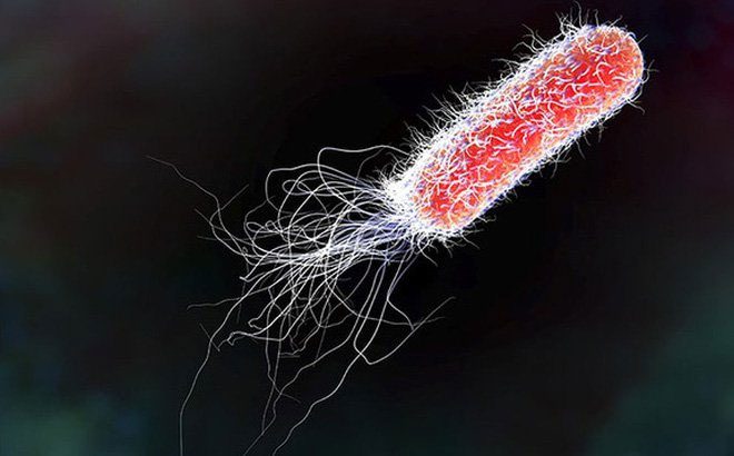 E. Coli Bacteria