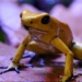 video what happens if you touch the giant frog 134946