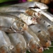 vietnam has 4 types of fish rich in omega 3 that help control blood sugar and strengthen bones 133967