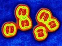 Image of Neisseria meningitidis