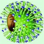 Image of influenza virus