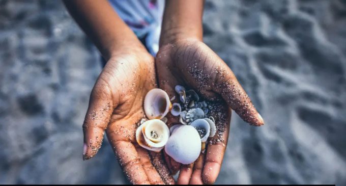 Seashells on the beach.