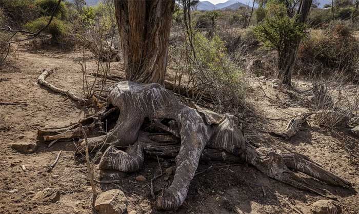 A dead elephant due to drought in Samburu, Kenya, on October 12, 2022.