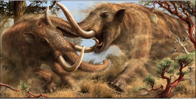 Some evidence suggests that males may have used tusks in mating battles.